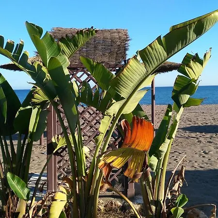 Aloha Paraiso * توريمولينوس