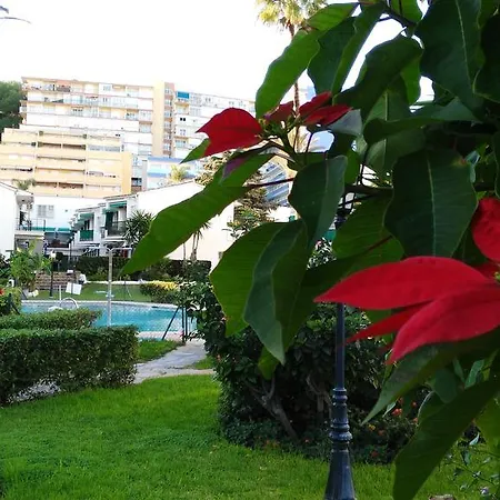 Aloha Paraiso * توريمولينوس